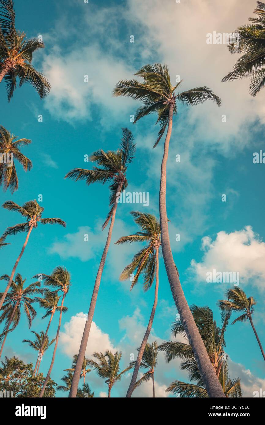 Palmen erstrecken sich hoch in Richtung des hellblauen Himmels voller flauschiger Wolken. Die Szene fängt eine entspannte tropische Atmosphäre ein, perfekt für einen sonnigen Tag. Stockfoto