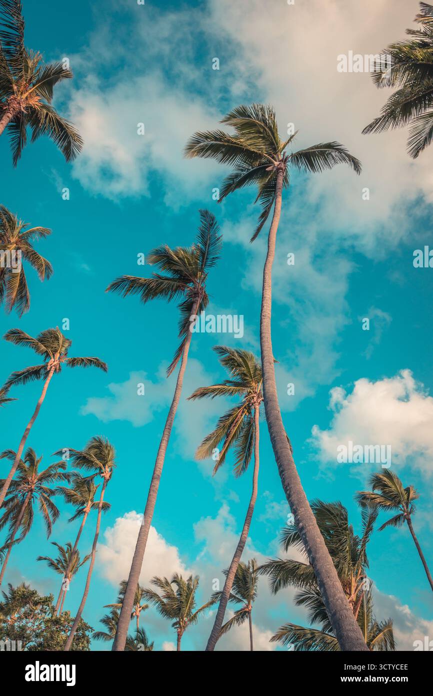 Die Palmen erstrecken sich zu einem leuchtend blauen Himmel, ihre Blätter rascheln sanft in der warmen Brise. Flauschige Wolken ziehen langsam darüber, während die Sonne zu sinken beginnt Stockfoto