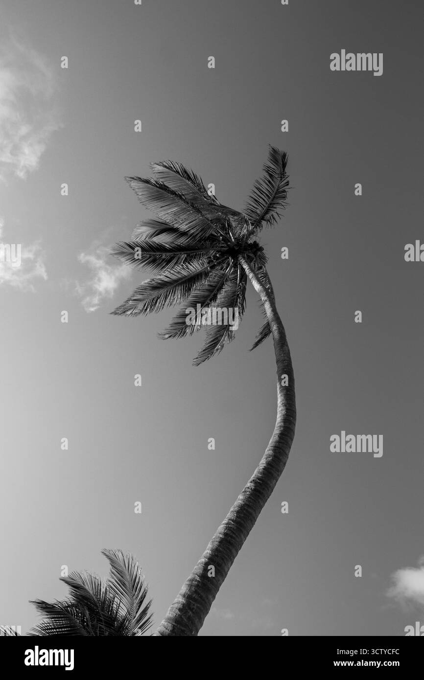 Eine hohe Palme steht vor einem klaren Himmel. Die Blätter schwanken sanft in der warmen Meeresbrise und fangen an einem sonnigen Tag im oc einen Moment der Ruhe ein Stockfoto