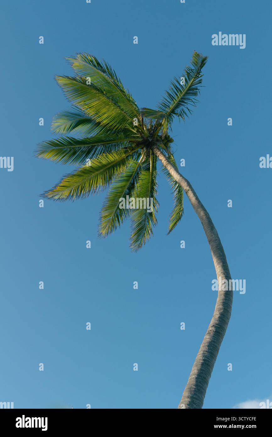 Eine hohe Palme steht vor einem klaren blauen Himmel, die üppig grünen Blätter wiegen sanft im Wind. Sonnenlicht beleuchtet den Baum und schafft eine Ruhe Stockfoto