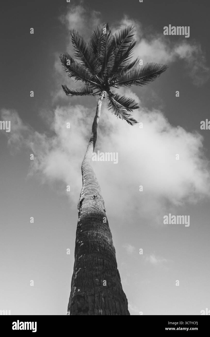 Eine hohe Palme steht vor einem bewölkten Himmel, mit ihrem langen Stamm und ihren üppigen Wedel. Das Bild fängt die Schönheit der Natur in einem einfachen, aber dennoch Strike ein Stockfoto