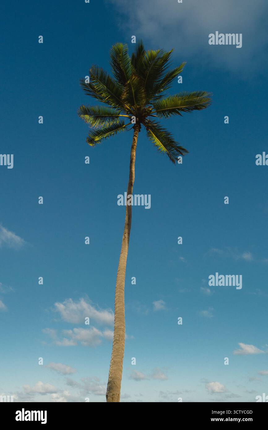 Eine hohe Palme reicht zum blauen Himmel mit verstreuten Wolken. Die üppig grünen Fronten schwanken sanft in einer warmen Brise unter dem hellen Sonnenlicht. Stockfoto