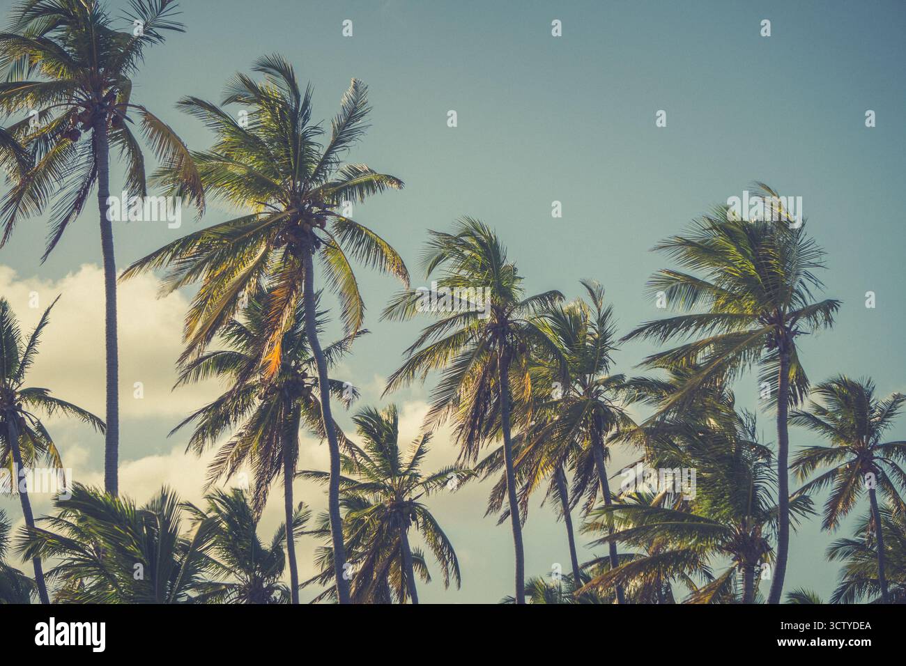 Hohe Palmen füllen die Szene vor einem klaren blauen Himmel, der sanft in der warmen Brise schwingt. Das Sonnenlicht schafft eine ruhige Atmosphäre, die perfekt zum Entspannen ist Stockfoto