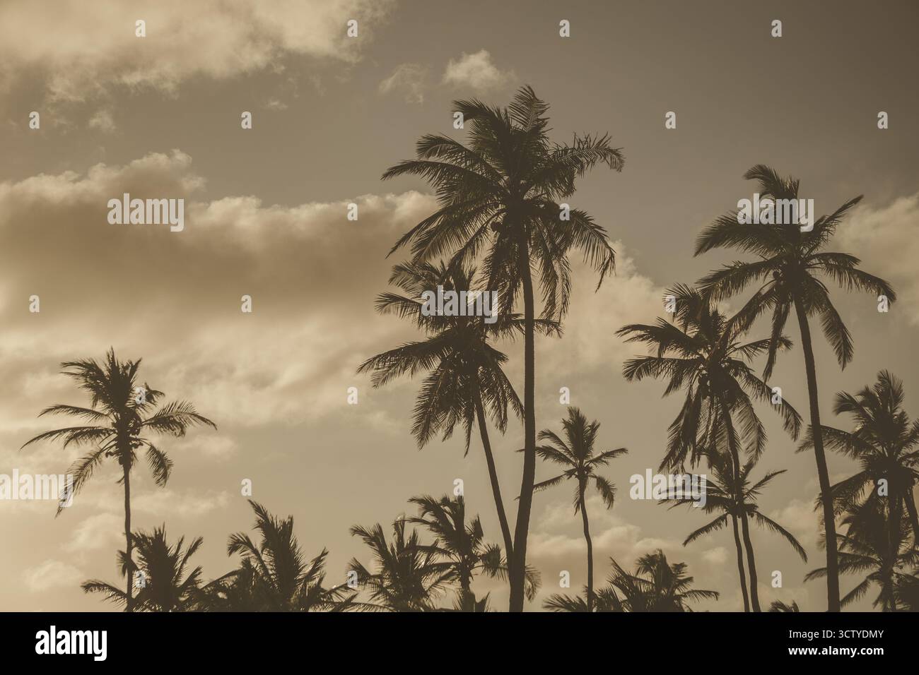 Hohe Palmen Silhouette vor einem farbenfrohen Himmel bei Sonnenuntergang. Die warmen Farbtöne schaffen eine friedliche Atmosphäre am Strand, während die Wolken sanft vorbeiziehen. Stockfoto
