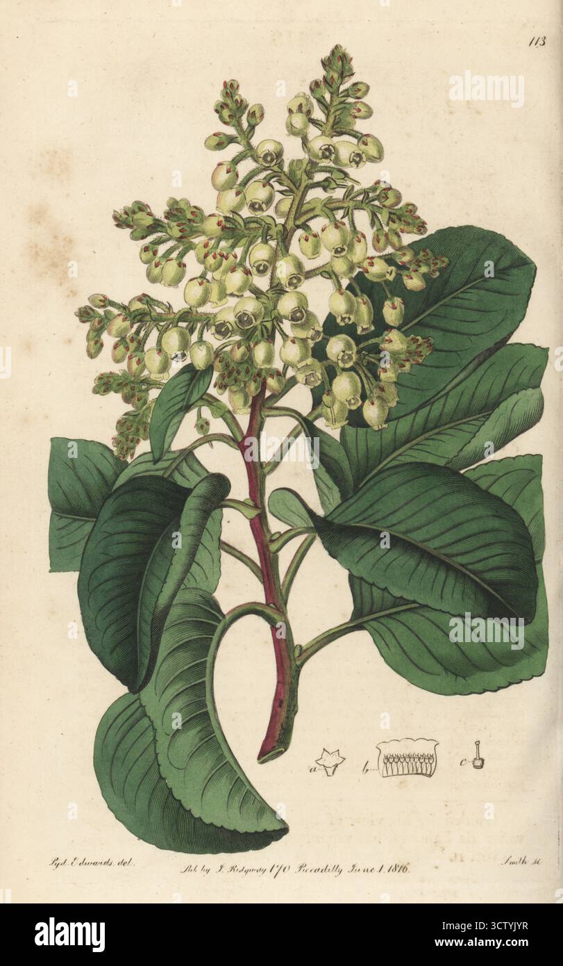 Andrachne, orientalischer Erdbeerbaum oder griechischer Erdbeerbaum, Arbutus andrachne. Ursprünglich aus dem Mittelmeerraum und dem Mittleren Osten der Levante stammend, blühte sie erstmals in England im botanischen Garten und in Gewächshäusern von John Fothergill im Upton House. Die Pflanze wurde in der Gärtnerei von Whitley, Brames und Milne an der King's Road, Fulham, gezogen. Handkolorierter Kupferstich von P.W. Smith nach einer botanischen Illustration von Sydenham Edwards aus seinem eigenen Botanical Register, J. Ridgeway, London, 1816. Stockfoto