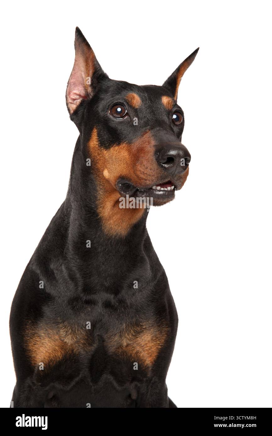 Das Gesicht des deutschen Pinschers vor weißem Hintergrund. Stockfoto