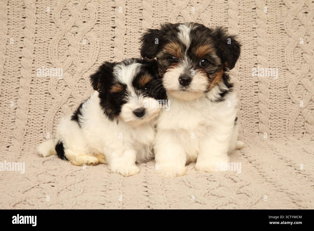 Zwei Biewer Yorkie Welpen sitzen dicht auf einem beigefarbenen Hintergrund und zeigen eine warme und liebevolle Begleitung. Stockfoto