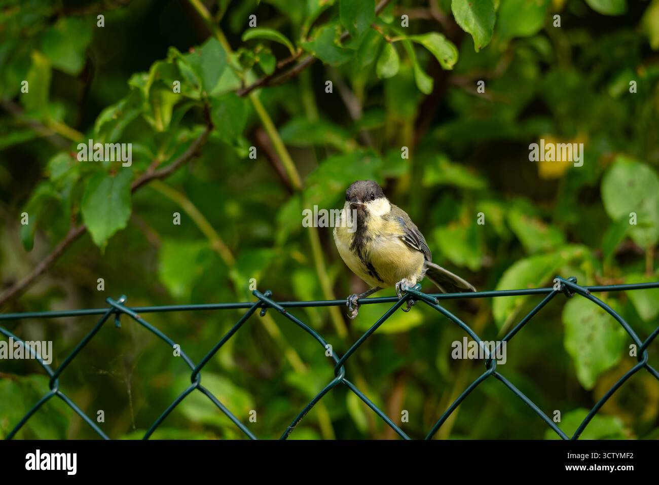 Makrofoto eines farbenfrohen Vogels mit detaillierten Federn und natürlichem Licht, Bild der Natur mit lebendigem Gefieder und feiner Textur Stockfoto
