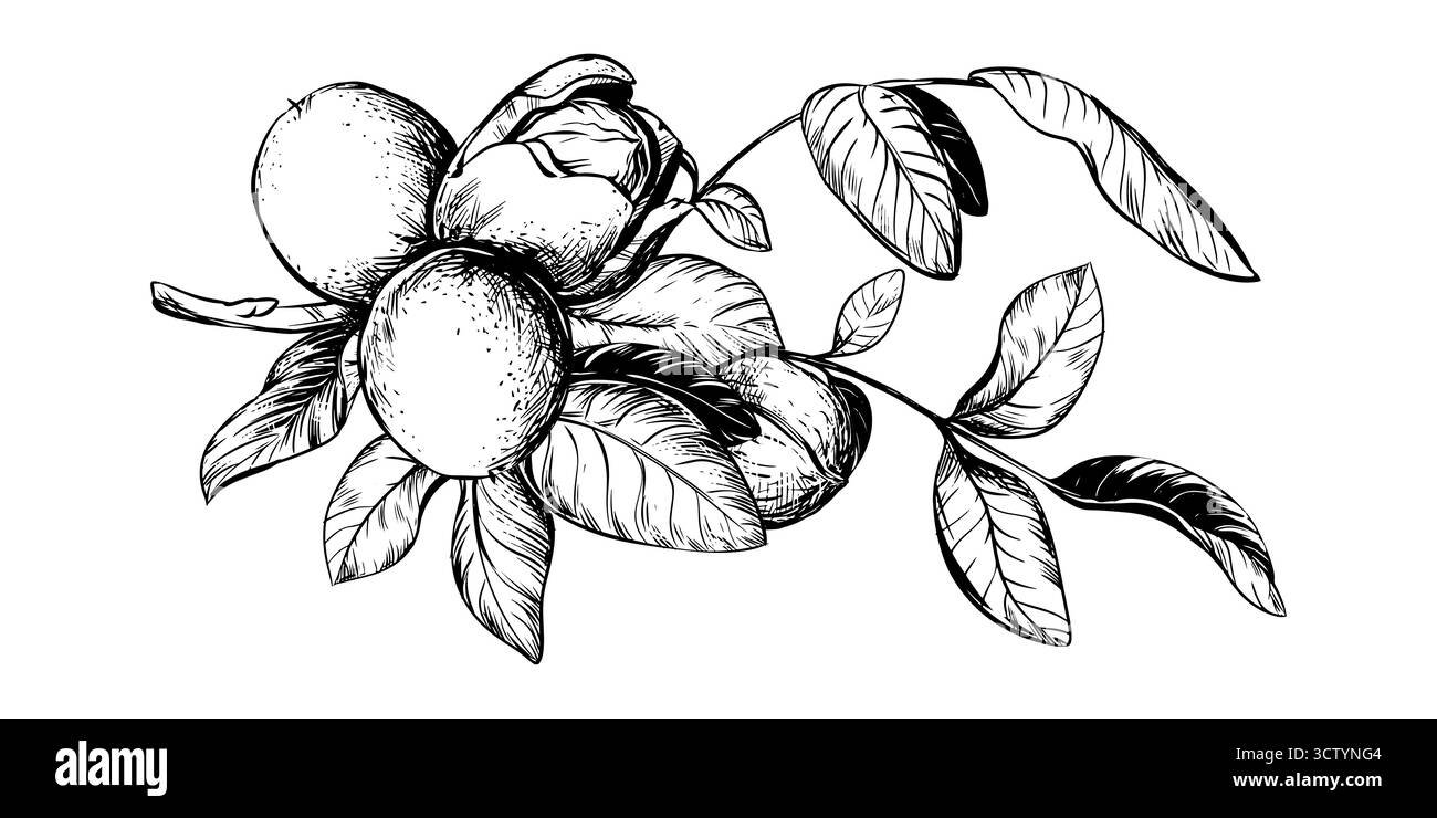 Handgezogene Walnüsse. Vektorillustration mit Gravurtechnik. Zutat für Nocino-Nussbutter, -Öl und -Likör. Für Verpackungsdesign. Linienzeichnung einer Tintenbürste mit Muttern. Stock Vektor