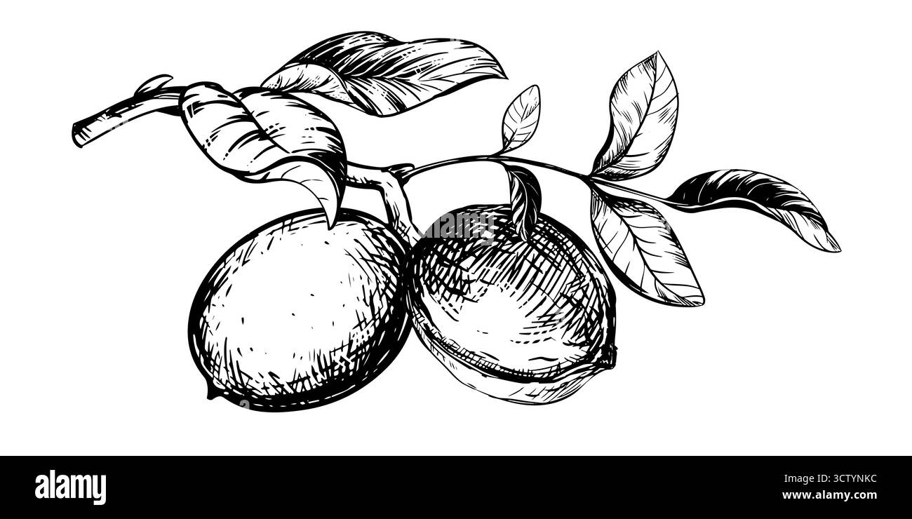 Walnüsse werden von Hand gezogen. Vektorillustration in der Gravurtechnik. Zutat für Nusspaste, Butter, Nocino-Likör. Für Verpackungsdesign. Lineare Tintenzeichnung. Stock Vektor