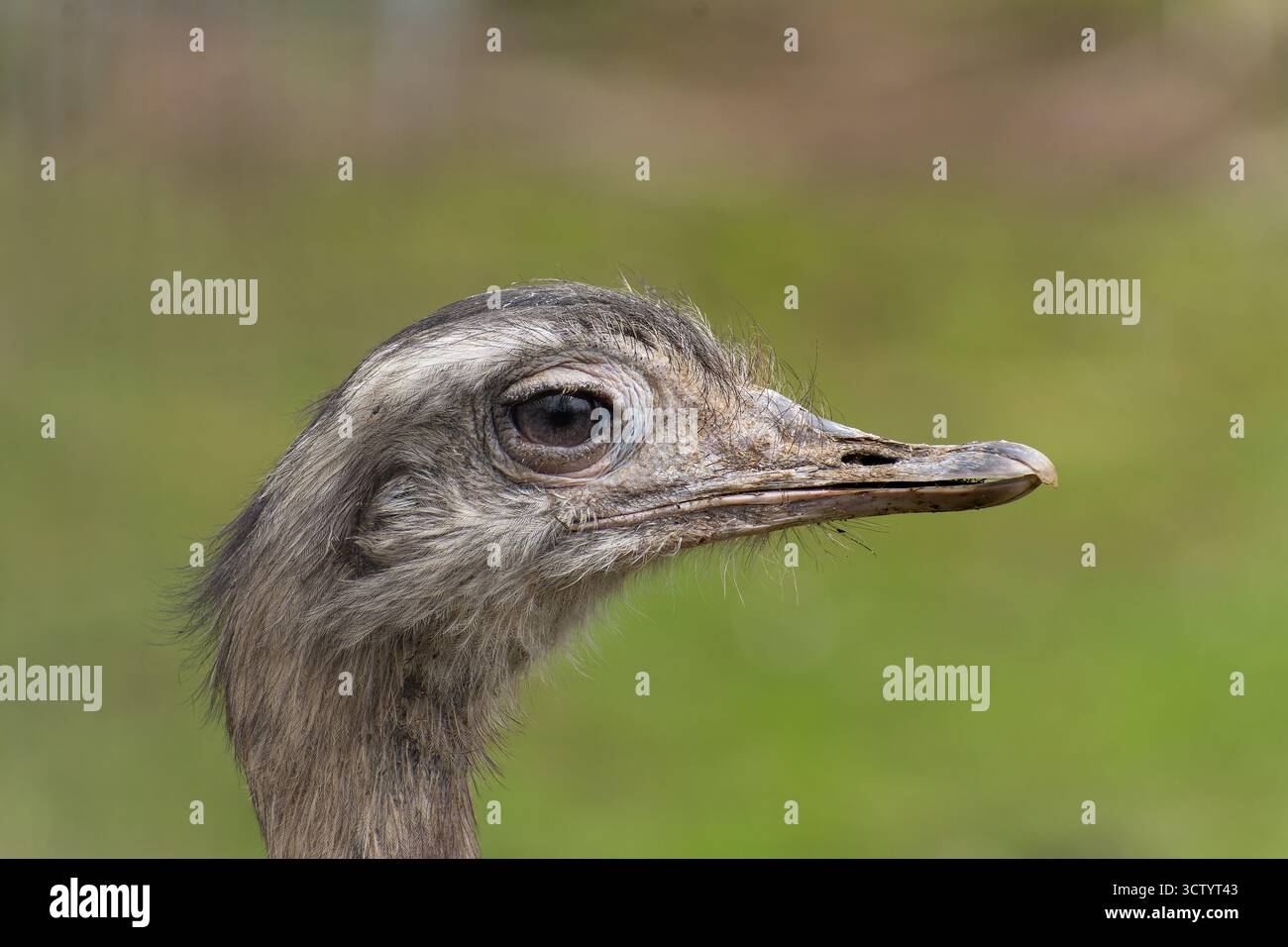 Makrofoto eines farbenfrohen Vogels mit detaillierten Federn und natürlichem Licht, Bild der Natur mit lebendigem Gefieder und feiner Textur Stockfoto