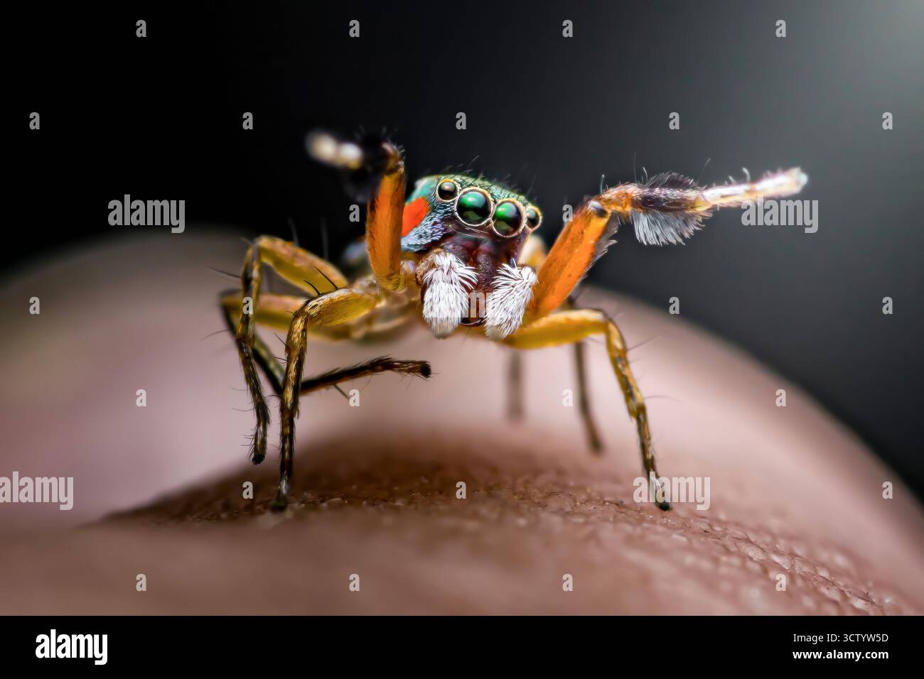 Leuchtend farbige springende Spinne mit großen Augen und hochgezogenen Vorderbeinen, die in äußerster Nähe auf der menschlichen Haut thront und komplizierte Haare, Muster und zeigt Stockfoto