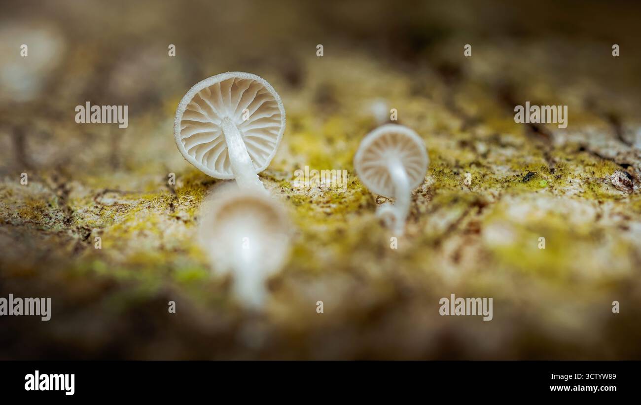 Makroaufnahme von winzigen weißen Pilzen mit sichtbaren Kiemen, die auf einem strukturierten, moosigen Waldboden wachsen und die zarten Details der Natur hervorheben Stockfoto