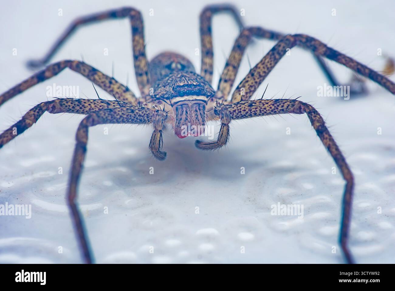 Huntsman Spinnen-Nahaufnahme mit strukturiertem Exoskelett, haarigen Beinen, Zähnen und markantem Augenmuster auf weißem Hintergrund, scharfe Makrodetails für Scien Stockfoto