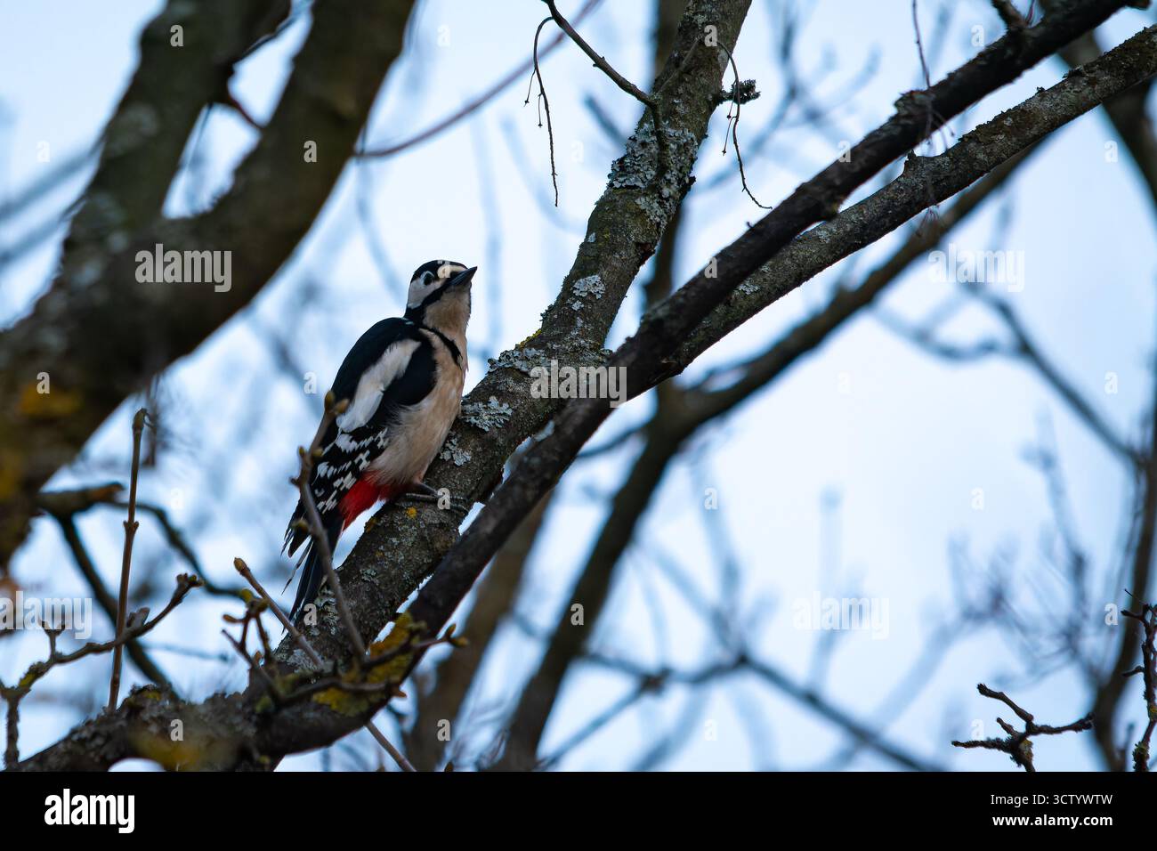 Makrofoto eines farbenfrohen Vogels mit detaillierten Federn und natürlichem Licht, Bild der Natur mit lebendigem Gefieder und feiner Textur Stockfoto