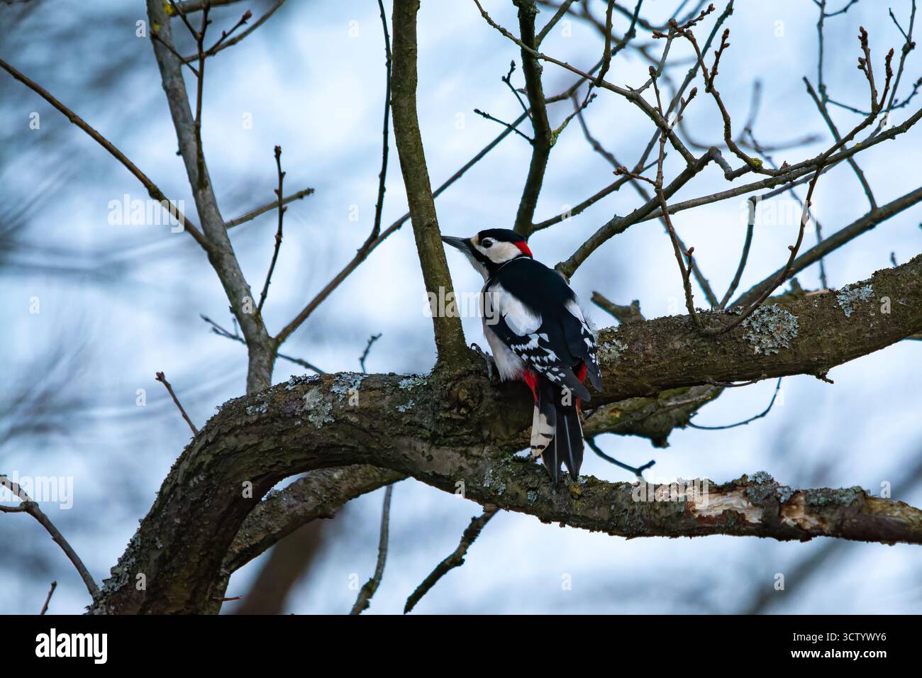 Makrofoto eines farbenfrohen Vogels mit detaillierten Federn und natürlichem Licht, Bild der Natur mit lebendigem Gefieder und feiner Textur Stockfoto