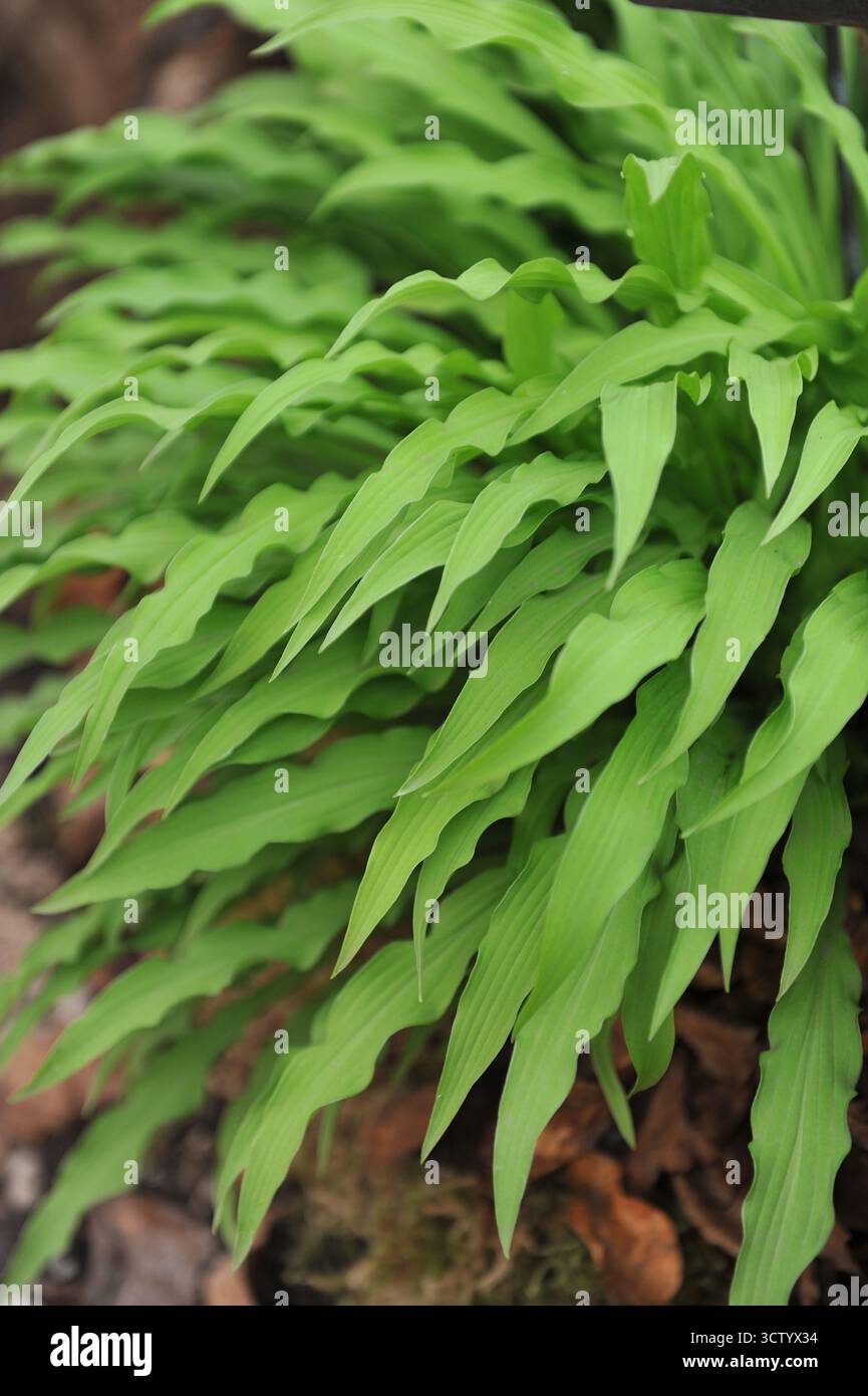 Hosta Party Streamer mit hellgrünen, schmalen, verdrehten Blättern wachsen auf einer Ausstellung im Mai Stockfoto