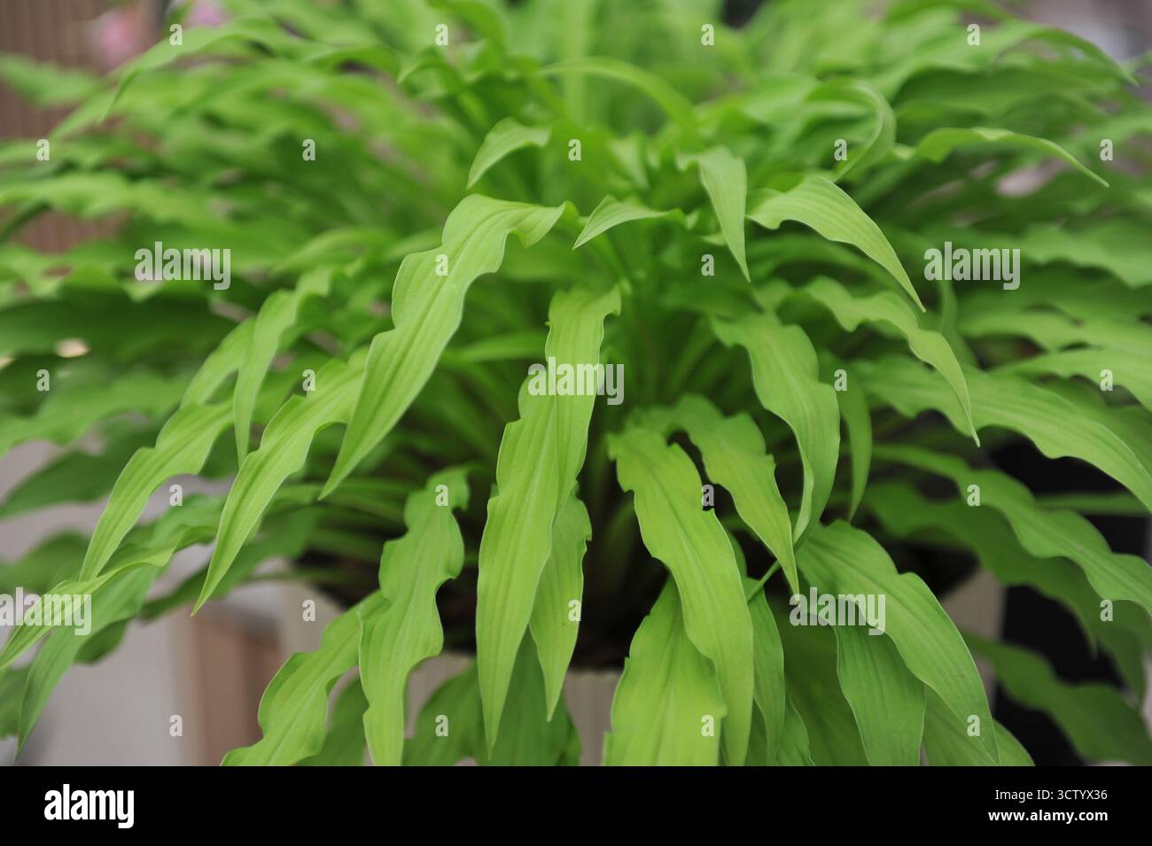 Hosta Party Streamer mit hellgrünen, schmalen, verdrehten Blättern wachsen auf einer Ausstellung im Mai Stockfoto