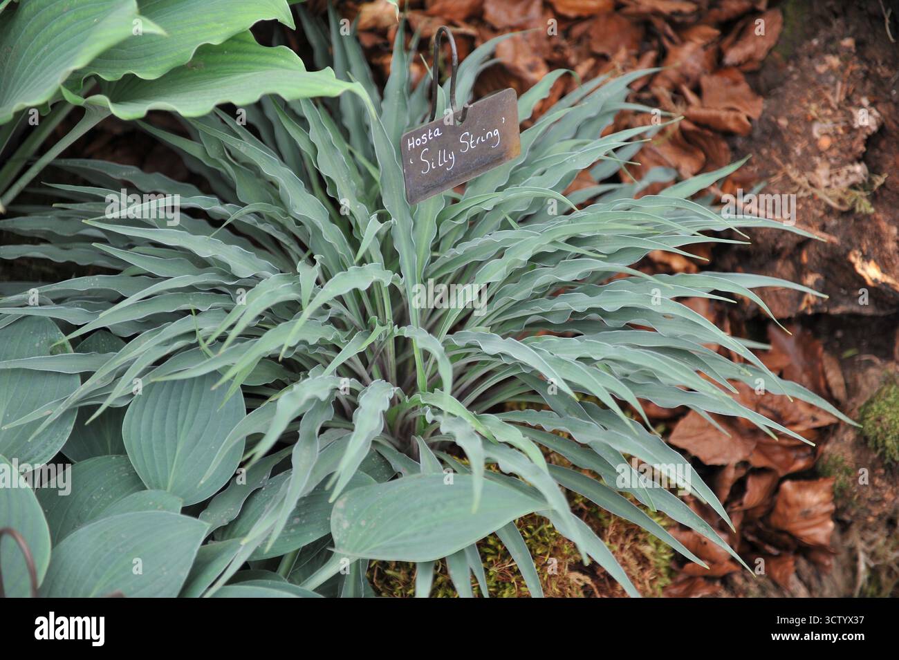 Hosta Silly String mit blau-grünen schmalen verdrehten Blättern wächst auf einer Ausstellung im Mai Stockfoto