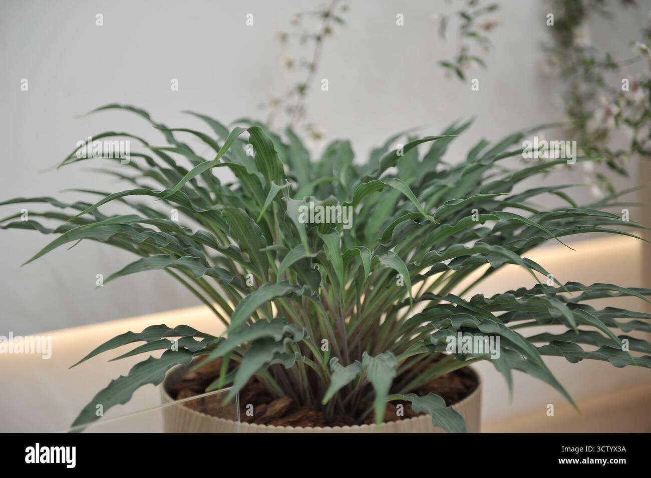 Hosta Silly String mit blau-grünen schmalen verdrehten Blättern wächst auf einer Ausstellung im Mai Stockfoto