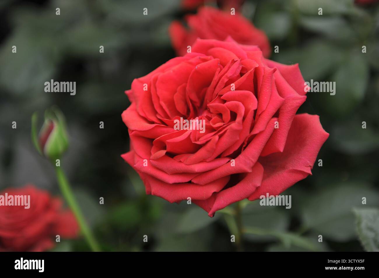 Red English Hybrid Tea Rose (Rosa) Chelsea Rentner blüht auf einer Ausstellung im Mai Stockfoto