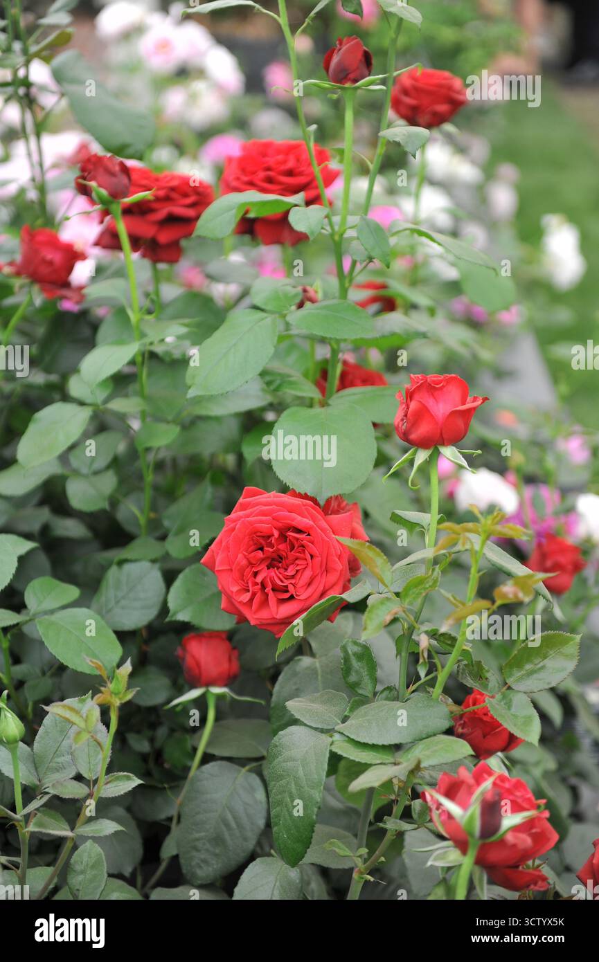Red English Hybrid Tea Rose (Rosa) Chelsea Rentner blüht auf einer Ausstellung im Mai Stockfoto