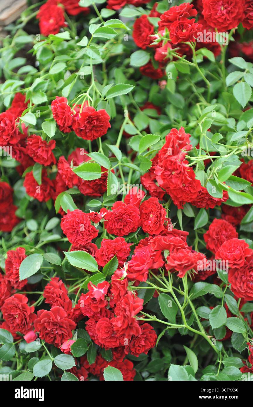 Red Climber Rose (Rosa) Crimson Siluetta blüht auf einer Ausstellung im Mai Stockfoto