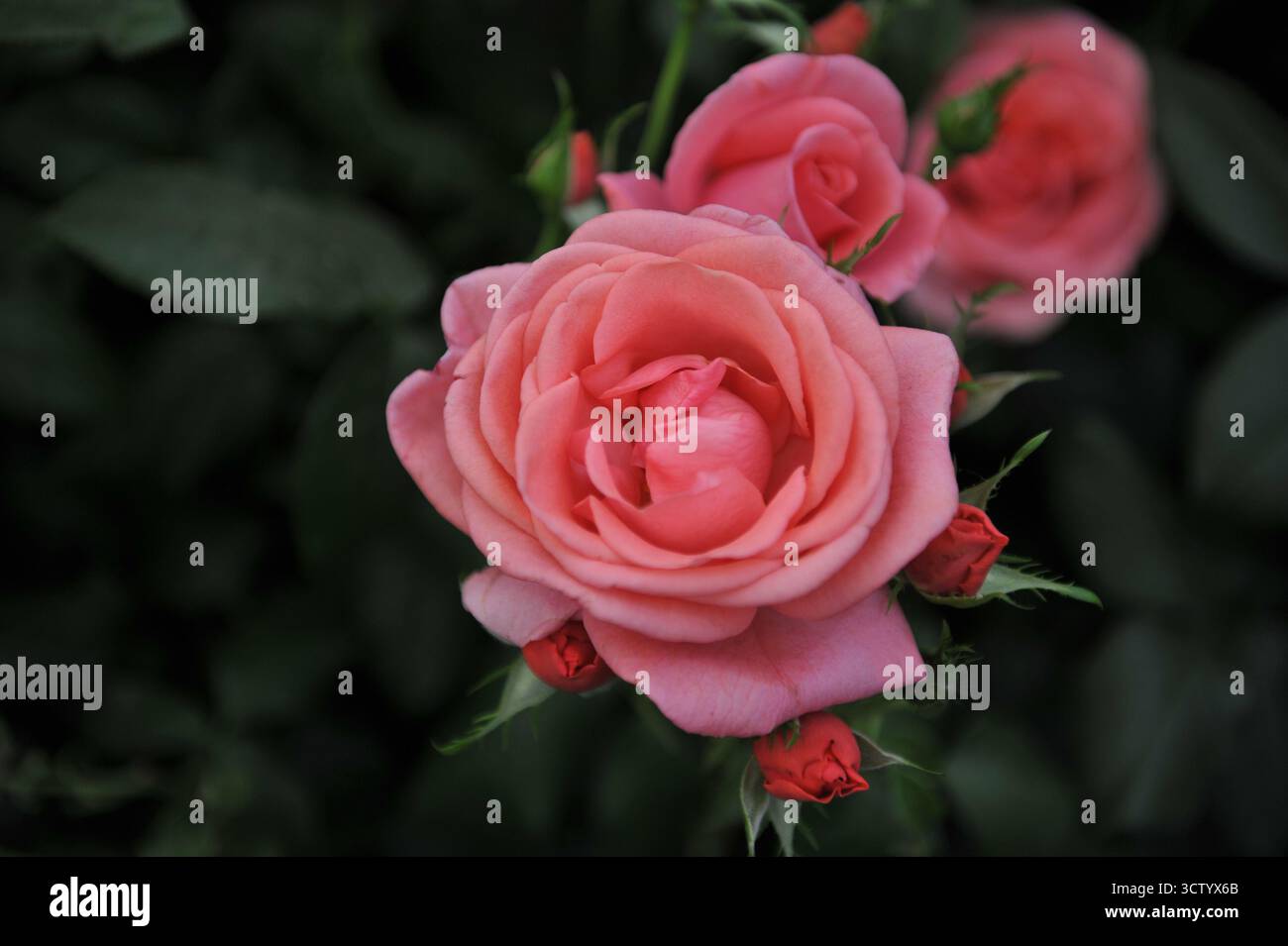 Rosa englische floribunda Rose (Rosa) Catherine's Rose blüht auf einer Ausstellung im Mai Stockfoto