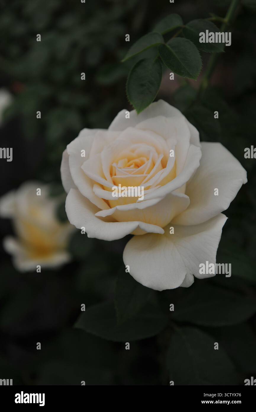 Cremeweiße English Hybrid Tea Rose (Rosa) Mary Berry Rose blüht auf einer Ausstellung im Mai Stockfoto