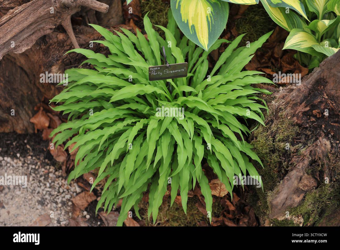 Hosta Party Streamer mit hellgrünen, schmalen, verdrehten Blättern wachsen auf einer Ausstellung im Mai Stockfoto