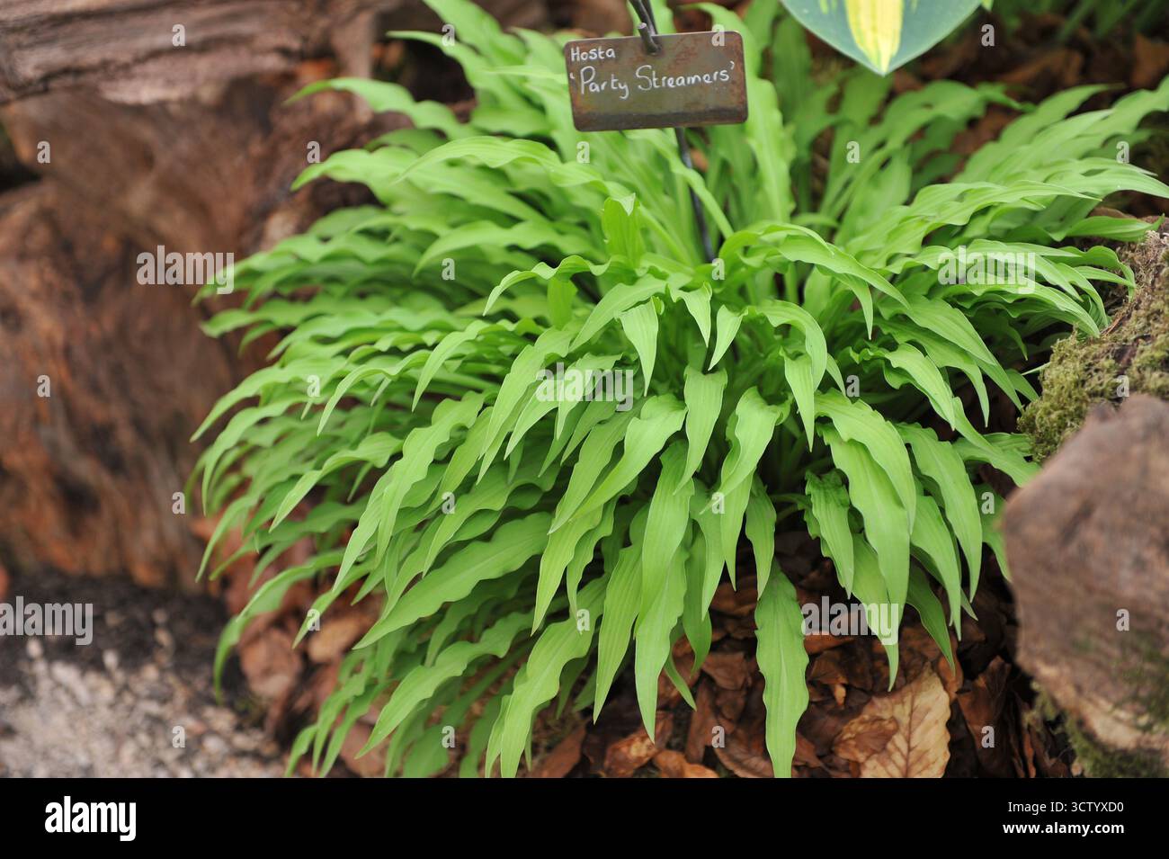 Hosta Party Streamer mit hellgrünen, schmalen, verdrehten Blättern wachsen auf einer Ausstellung im Mai Stockfoto