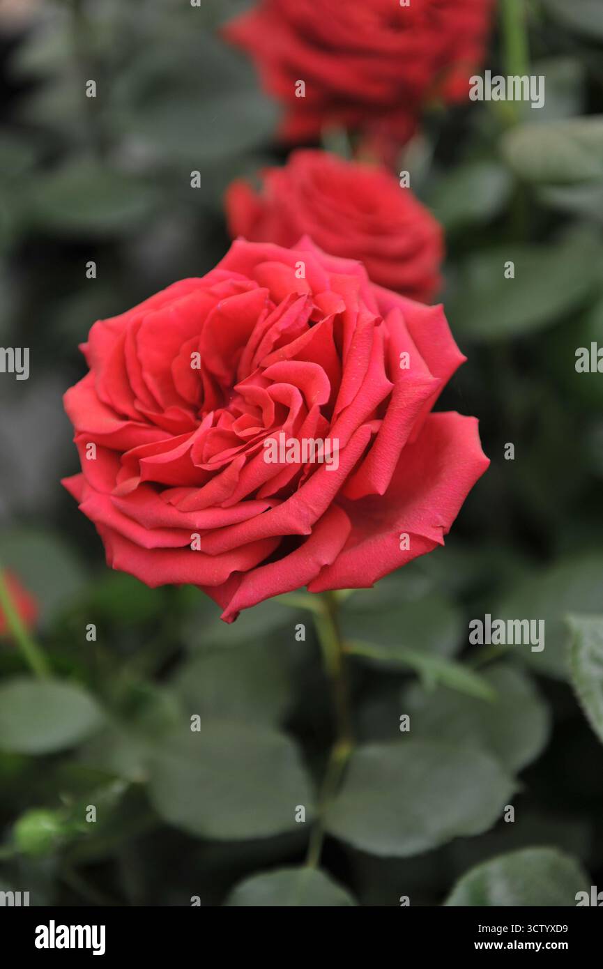 Red English Hybrid Tea Rose (Rosa) Chelsea Rentner blüht auf einer Ausstellung im Mai Stockfoto