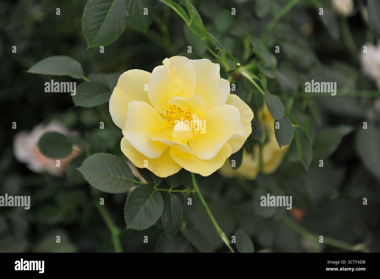 Hellgelbe English Climber Rose (Rosa) Gardeners' Gold Blooms auf einer Ausstellung im Mai Stockfoto
