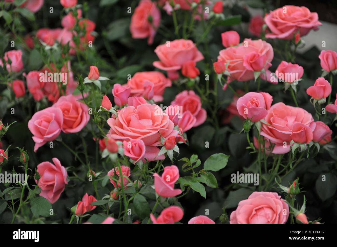 Rosa englische floribunda Rose (Rosa) Catherine's Rose blüht auf einer Ausstellung im Mai Stockfoto