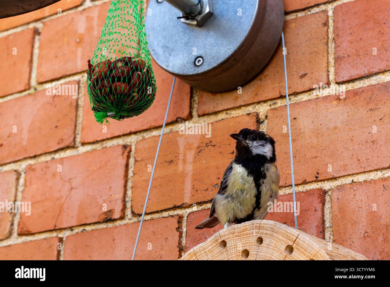 Makrofoto eines farbenfrohen Vogels mit detaillierten Federn und natürlichem Licht, Bild der Natur mit lebendigem Gefieder und feiner Textur Stockfoto