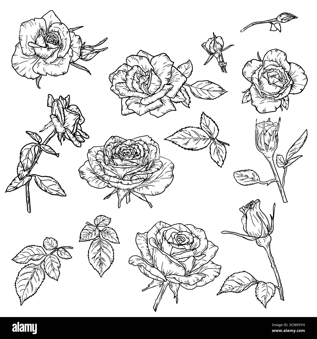 Rosen und Blätter, Set von Silhouetten, schwarz-weiße Skizze. Vektorabbildung. Blüten mit Knospen und zarten Blütenblättern isoliert auf einem weißen Hintergrunat Stock Vektor