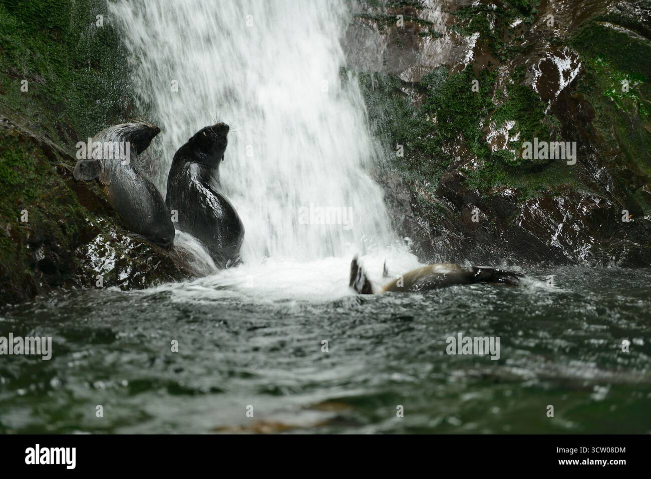 Neuseeländische Seebären (Arctocephalus forsteri) Ohau Stream, Neuseeland [Größe eines einzelnen Organismus: 1,2 m] | Junge Neuseeländische Seebär (Arctoceph Stockfoto