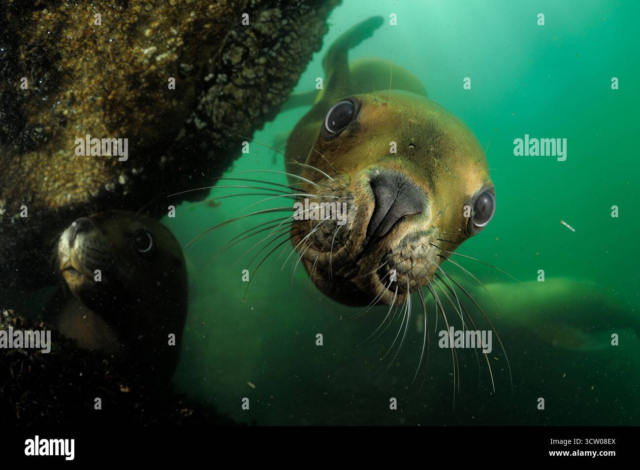 Südliche Seelöwen (Otaria flavescens) Comau Fjord, Patagonien, Chile | Mähnenrobbe (Otaria flavescens), auch Südamerikanischer Seelöwe Stockfoto