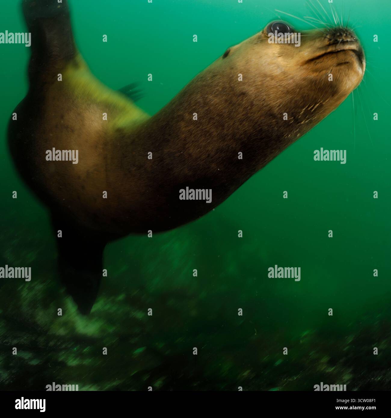 Südliche Seelöwen (Otaria flavescens) Comau Fjord, Patagonien, Chile | Mähnenrobbe (Otaria flavescens), auch Südamerikanischer Seelöwe Stockfoto