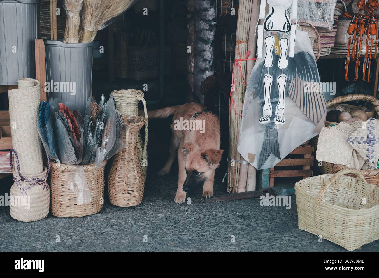 Neugieriger Hund blickt aus einem Stand voller handgefertigter Korbkörbe und Kunsthandwerk im Mercado de Jamaica in Mexiko-Stadt Stockfoto