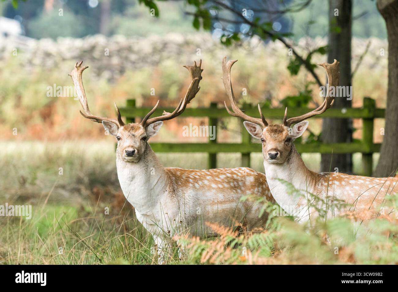 Zwei männliche Damhirsche (Dama dama), Leicestershire England UK. September 2025 Stockfoto