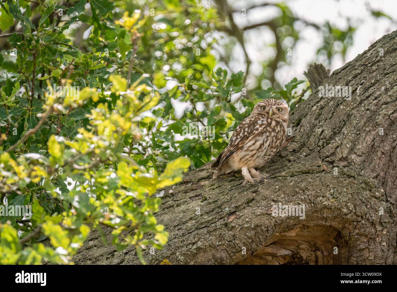 Erwachsene männliche kleine Eule (Athene noctua) in einer alten Eiche in Worcestershire England Großbritannien. Juli 2025 Stockfoto