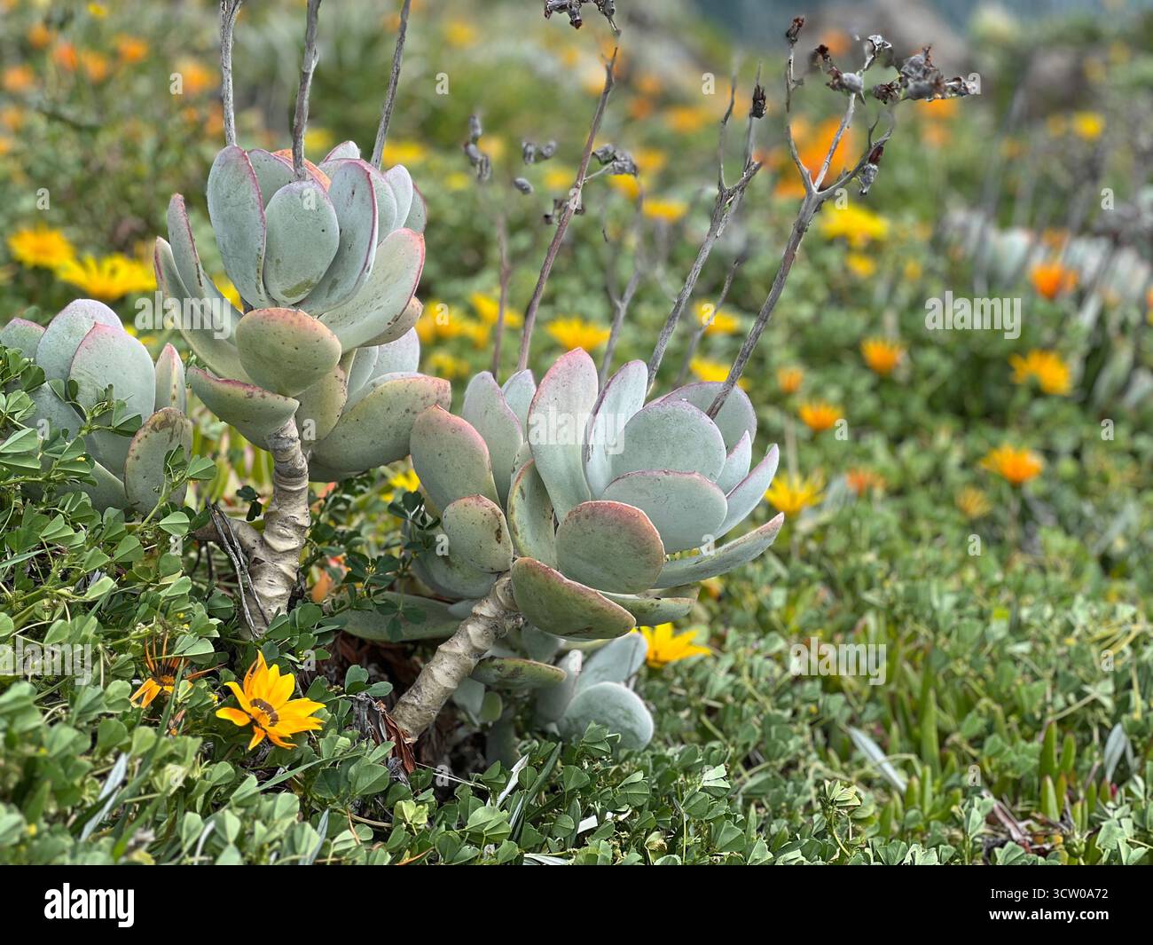 Sukkulent in einem Blumenfeld in Neuseeland - Smartphone-aufgenommenes Stockfoto