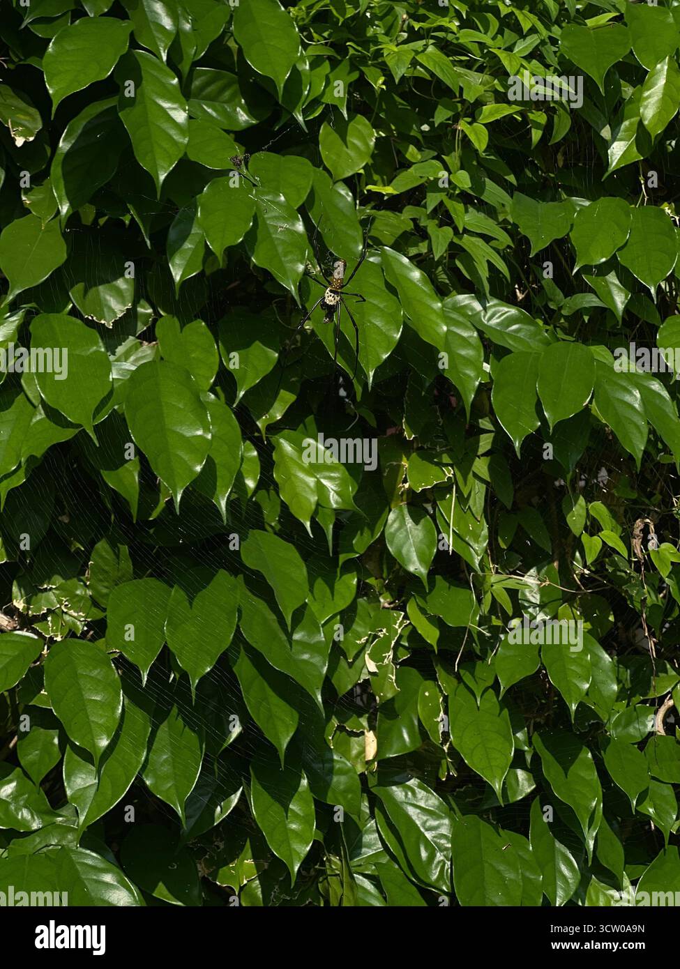 Hängende Spinne Stockfoto