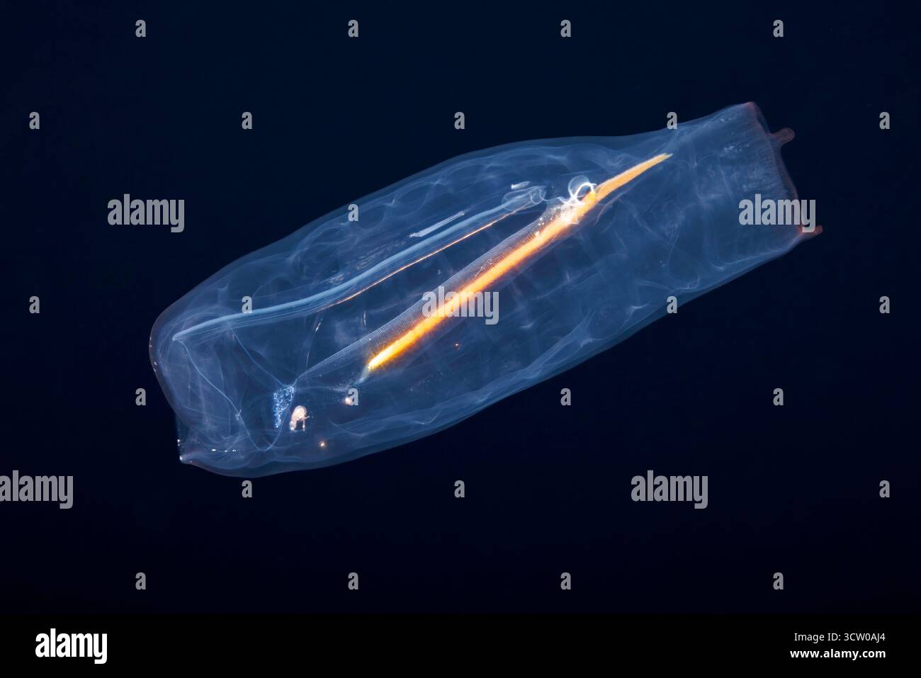 Dieses faszinierende Bild fängt die zarte Transparenz von Salpa aspera ein, einer pelagischen Tunika aus der Familie der Salpidae, während eines Tauchgangs mit schwarzwasser Stockfoto