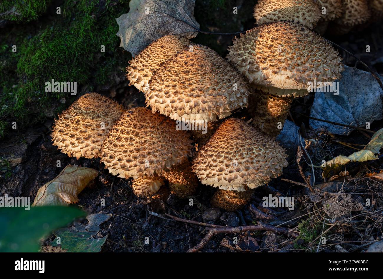Schuppige Pholiota-Gruppe Stockfoto