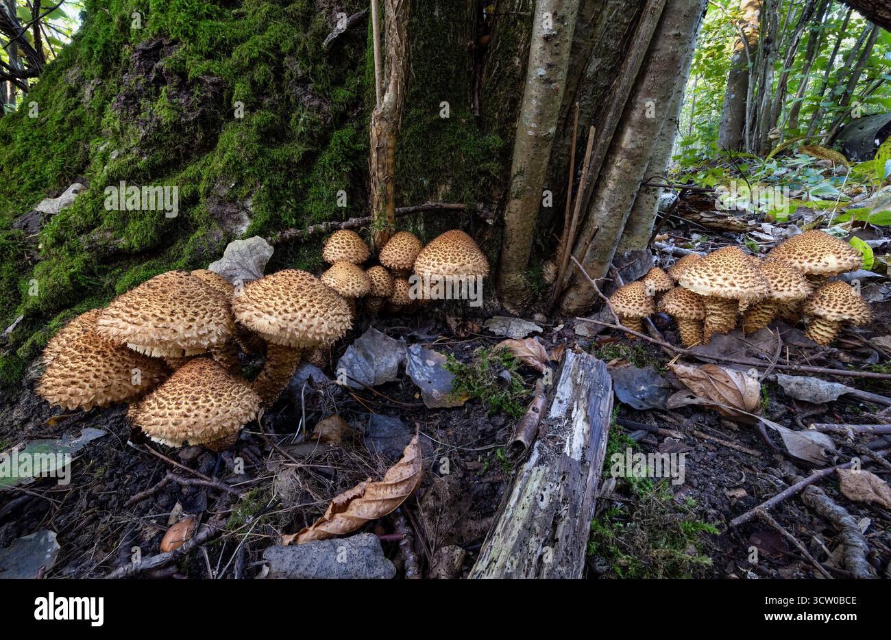 Schuppige Pholiota-Gruppe Stockfoto