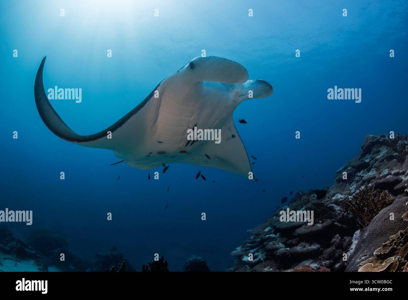 Dieses Unterwasserfoto zeigt einen Riffmantarochen, Mobula alfredi, eine Art, die einst als Manta alfredi klassifiziert wurde, an einer Reinigungsstation an einem Riff vor dem Stockfoto