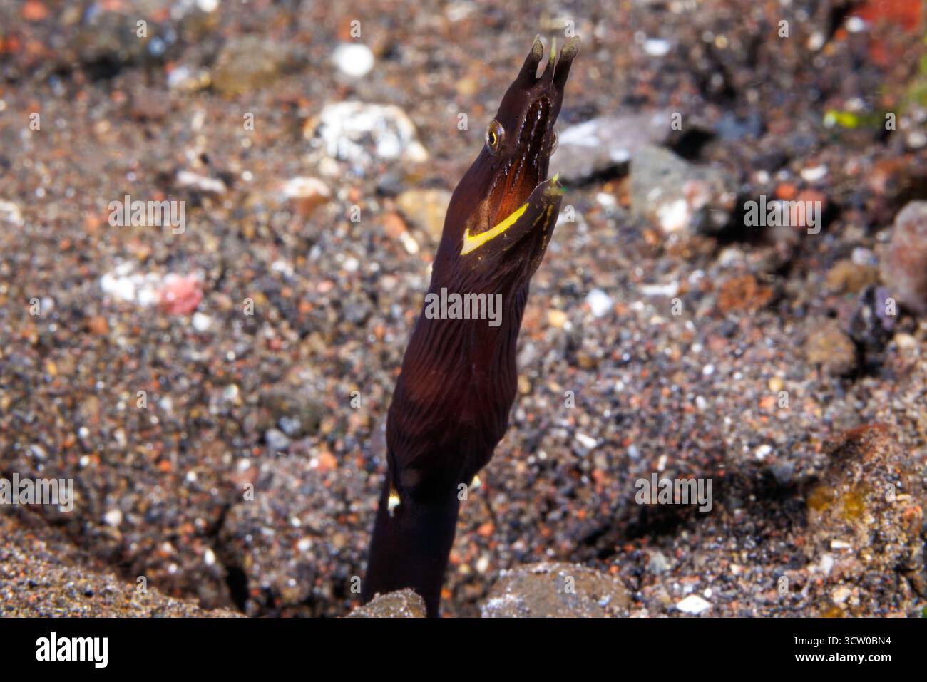 Der blaue Bandaal Rhinomuraena quaesita weist während seines gesamten Lebenszyklus eine auffällige Farbtransformation auf. Jungtiere sind komplett schwarz mit einem Stockfoto