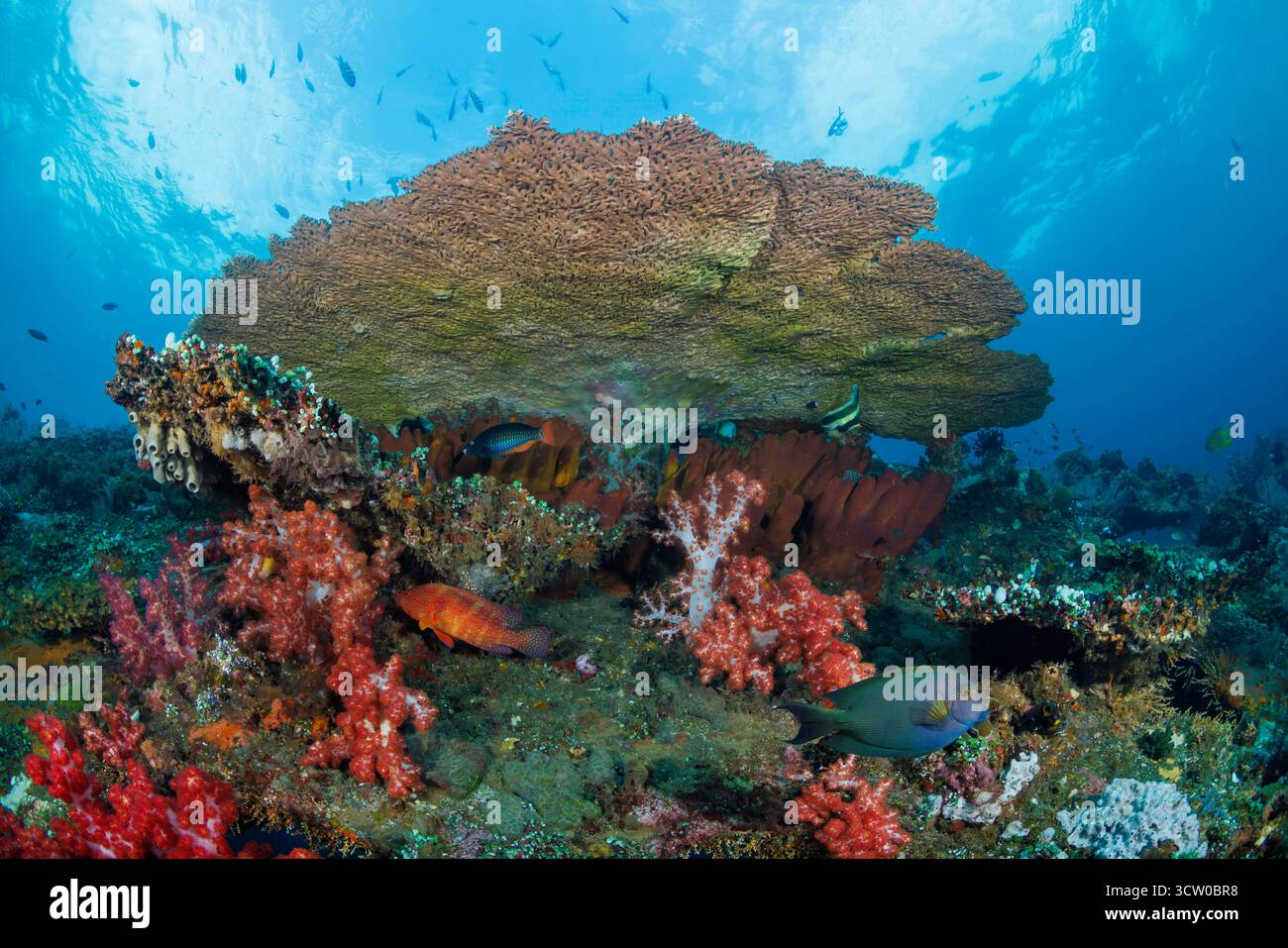 Der Rumpf des Liberty Wracks mit harten Tischkorallen, weichen Korallenbäumen und Schwämmen, Tulamben, Bali, Indonesien. Stockfoto